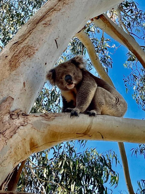 MrandMrs Fish Cabins - Accommodation Mount Tamborine 1