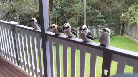 Near To Everything Yet In A Rainforest Setting - Accommodation Mount Tamborine 1