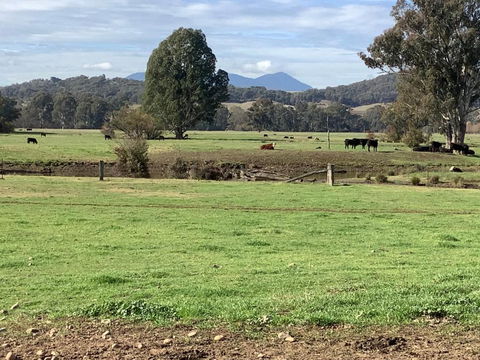 Orange Tree Cottage - Accommodation Mount Tamborine 3