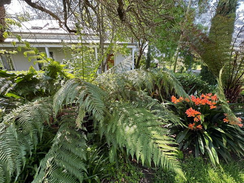 Petschel House - Accommodation Mount Tamborine 3