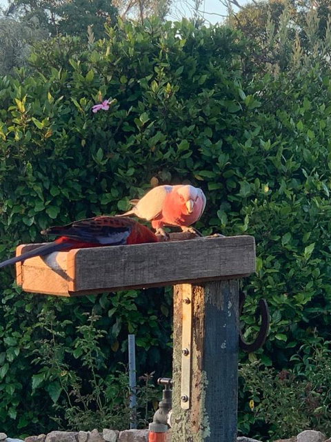 Pier 9 - Accommodation Mount Tamborine 3