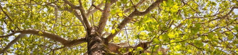 Poplar Tourist Park - Accommodation Mount Tamborine 1