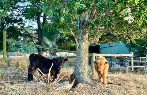 Private, Secluded Farm Retreat - Accommodation Mount Tamborine 3