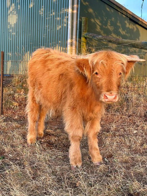 Private, Secluded Farm Retreat - Accommodation Mount Tamborine 1