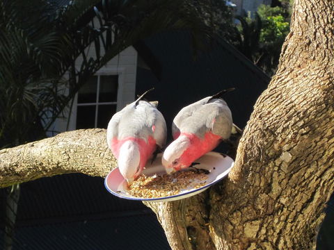 Avoca Breezes - Accommodation Mount Tamborine 2