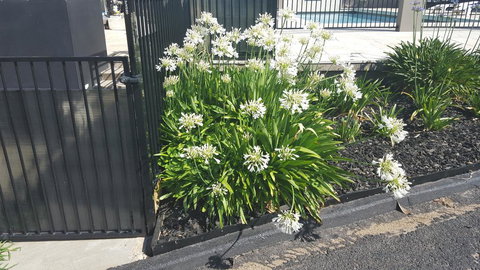 Bathurst Gold Panner - Accommodation Mount Tamborine 1