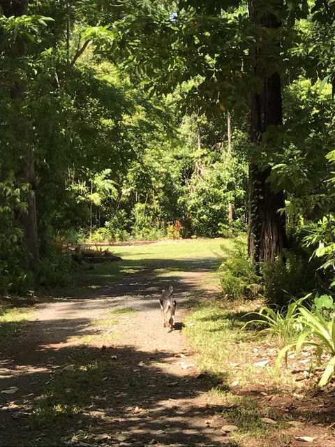 Bellarose Guest House - Accommodation Mount Tamborine 2