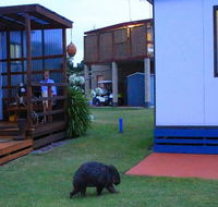 BIG4 Kelso Sands Holiday  Native Wildlife Park - Accommodation Mount Tamborine