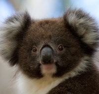 Bimbi Park - Camping Under Koalas - Accommodation Mount Tamborine