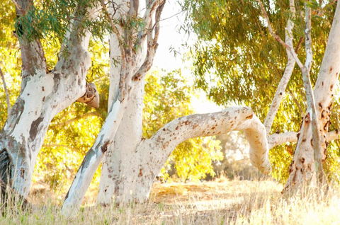 Wooramel River Retreat - Accommodation Mount Tamborine 3