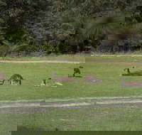 Yanchep  Lancelin - Wildlife Cave And Sands - Accommodation Mount Tamborine