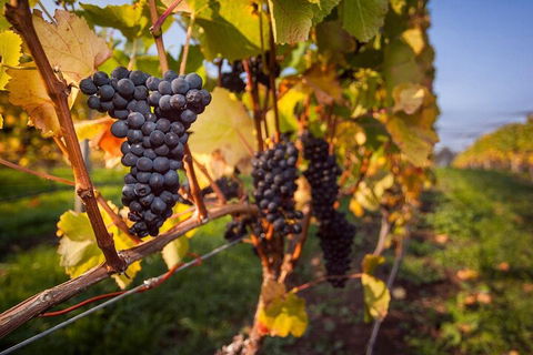 Full Day Tamar Valley Wine Tour - Accommodation Mount Tamborine 0