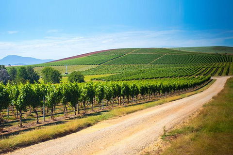 Full Day Tamar Valley Wine Tour - Accommodation Mount Tamborine 1
