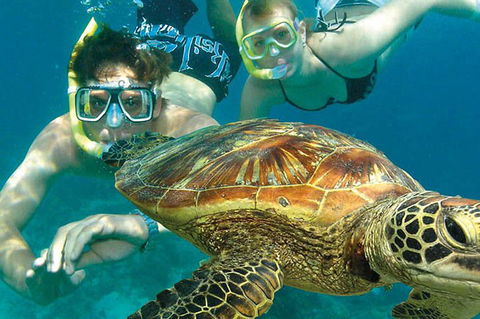 8-Day Cairns Tour: Great Barrier Reef, Kuranda, Daintree Rainforest - Accommodation Mount Tamborine 1