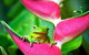 3-Day Best Of Cairns Combo: The Daintree Rainforest, Great Barrier Reef, And Kuranda - thumb 0