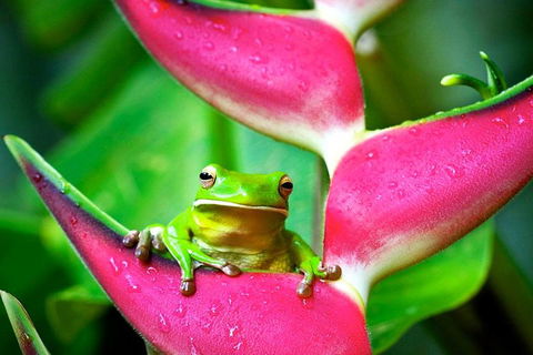 3-Day Best Of Cairns Combo: The Daintree Rainforest, Great Barrier Reef, And Kuranda - Accommodation Mount Tamborine 0