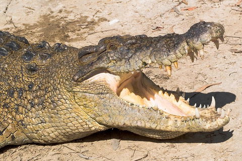 4-Day Cairns Ultimate Combo: Daintree Rainforest, Reef, Kuranda & Paronella Park - Accommodation Mount Tamborine 0