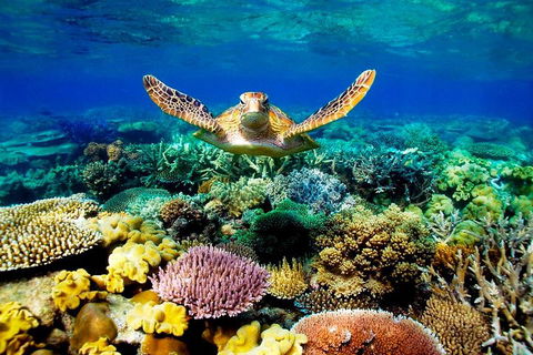 4-Day Cairns Ultimate Combo: Daintree Rainforest, Reef, Kuranda & Paronella Park - Accommodation Mount Tamborine 3