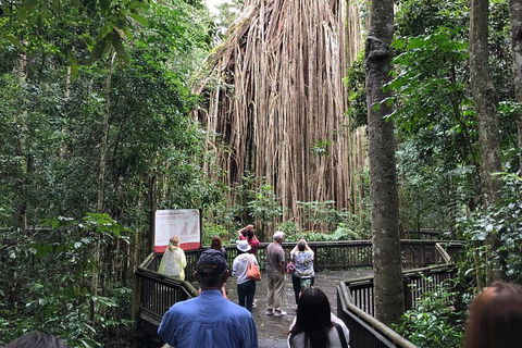 4-Day Cairns Ultimate Combo: Daintree Rainforest, Reef, Kuranda & Paronella Park - Accommodation Mount Tamborine 5