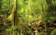 Barron Gorge And Kuranda National Park Half Day Rainforest And Waterfall 4WD Tour From Cairns - thumb 4