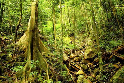 Barron Gorge And Kuranda National Park Half Day Rainforest And Waterfall 4WD Tour From Cairns - Accommodation Mount Tamborine 4