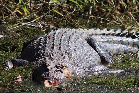 Full Day Tour In The Daintree - Accommodation Mount Tamborine 0