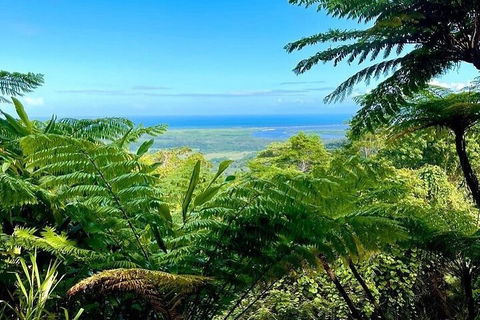 Full Day Tour In The Daintree - Accommodation Mount Tamborine 5