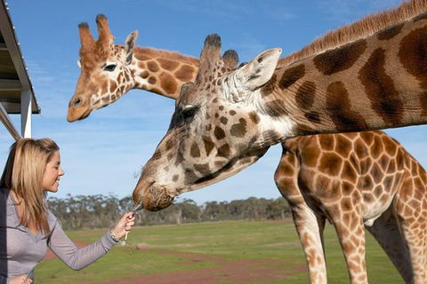Melbourne City Card (2 Days): Visit Unlimited Attractions! - Accommodation Mount Tamborine 1