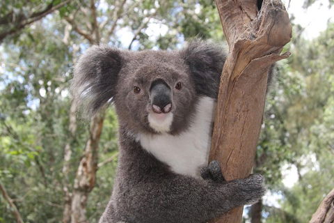 Private Blue Mountains Tour With Kangaroo And Koala Experience - Accommodation Mount Tamborine 2