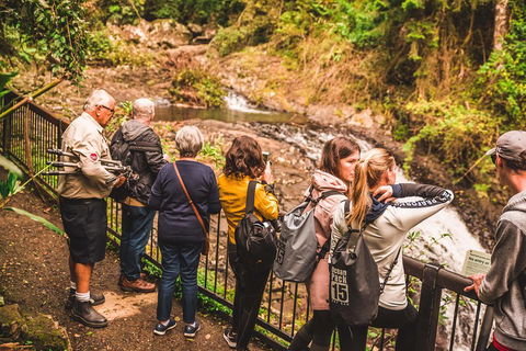 Full-day Springbrook National Park Tour From The Gold Coast - Accommodation Mount Tamborine 0