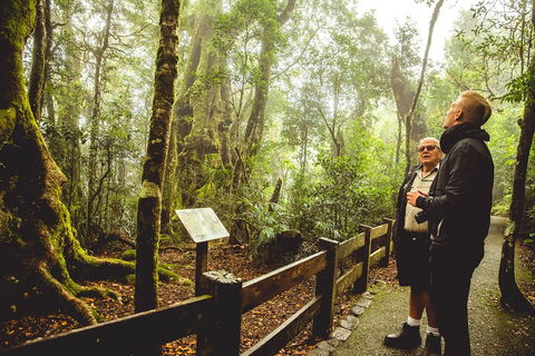 Full-day Springbrook National Park Tour From The Gold Coast - Accommodation Mount Tamborine 1