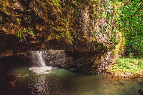 Full-day Springbrook National Park Tour From The Gold Coast - Accommodation Mount Tamborine 4