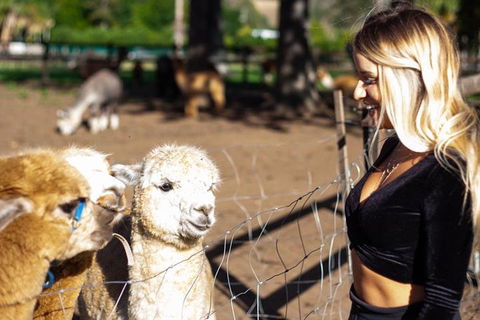 O'Reilly's & Lamington National Park Incl. Alpaca Farm + Vineyard - Accommodation Mount Tamborine 3