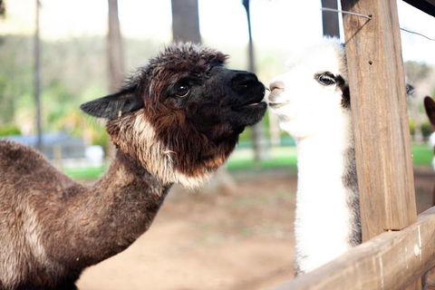 O'Reilly's & Lamington National Park Incl. Alpaca Farm + Vineyard - Accommodation Mount Tamborine 4