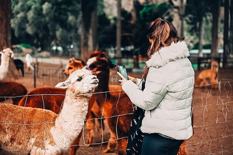 O'Reilly's & Lamington National Park Incl. Alpaca Farm + Vineyard - Accommodation Mount Tamborine 5