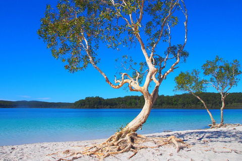 Fraser Island 4WD Tour From Rainbow Beach - Accommodation Mount Tamborine 5