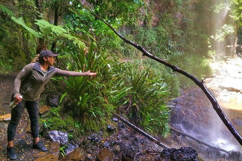 Rainforest & Waterfalls Extravaganza - Accommodation Mount Tamborine 4