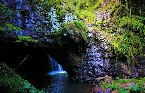 Rainforest & Waterfalls Extravaganza - Accommodation Mount Tamborine 5