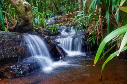 Glow Worms Private Tour - Nocturnal Rainforest Walk - Accommodation Mount Tamborine 5