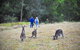 Blue Mountains Private Tour From Sydney - thumb 2