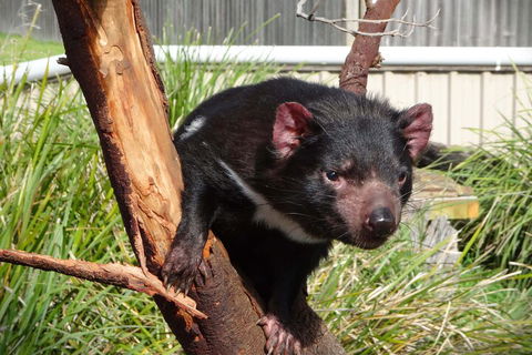 6-Day Tasmania Small-Group Guided Tour With Gourmet Food - Accommodation Mount Tamborine 1