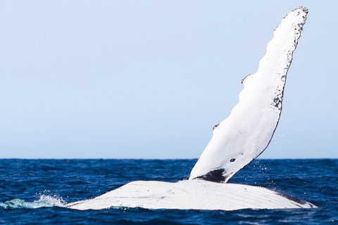 2-Hour Guided Whale Watching Tour At Noosa - Accommodation Mount Tamborine 0