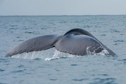 2-Hour Guided Whale Watching Tour At Noosa - Accommodation Mount Tamborine 1