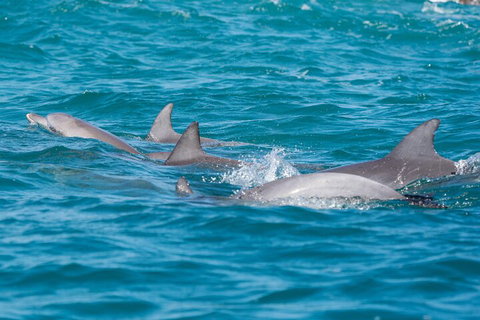 2-Hour Guided Whale Watching Tour At Noosa - Accommodation Mount Tamborine 2