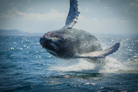 2-Hour Guided Whale Watching Tour At Noosa - Accommodation Mount Tamborine 3