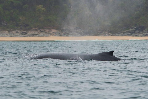 2-Hour Guided Whale Watching Tour At Noosa - Accommodation Mount Tamborine 5