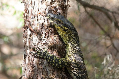 Byron Bay Hinterland Tour Including Rainforest Walk To Minyon Falls - Accommodation Mount Tamborine 1