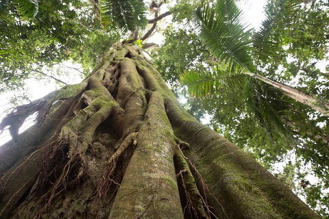 Byron Bay Hinterland Tour Including Rainforest Walk To Minyon Falls - Accommodation Mount Tamborine 2