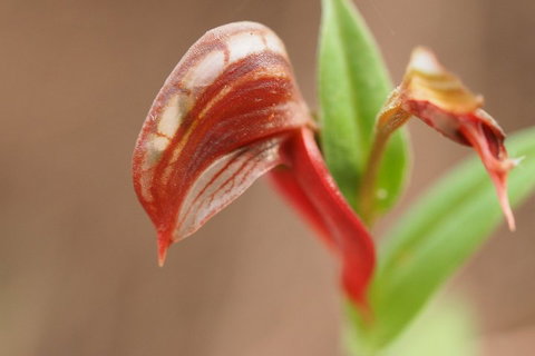 Wave Rock, Wild Flowers And Astro Photography - Accommodation Mount Tamborine 2