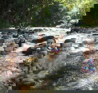 Daintree Rainforest Cape Tribulation Mossman Gorge Small-Group Day Tour - Accommodation Mount Tamborine
